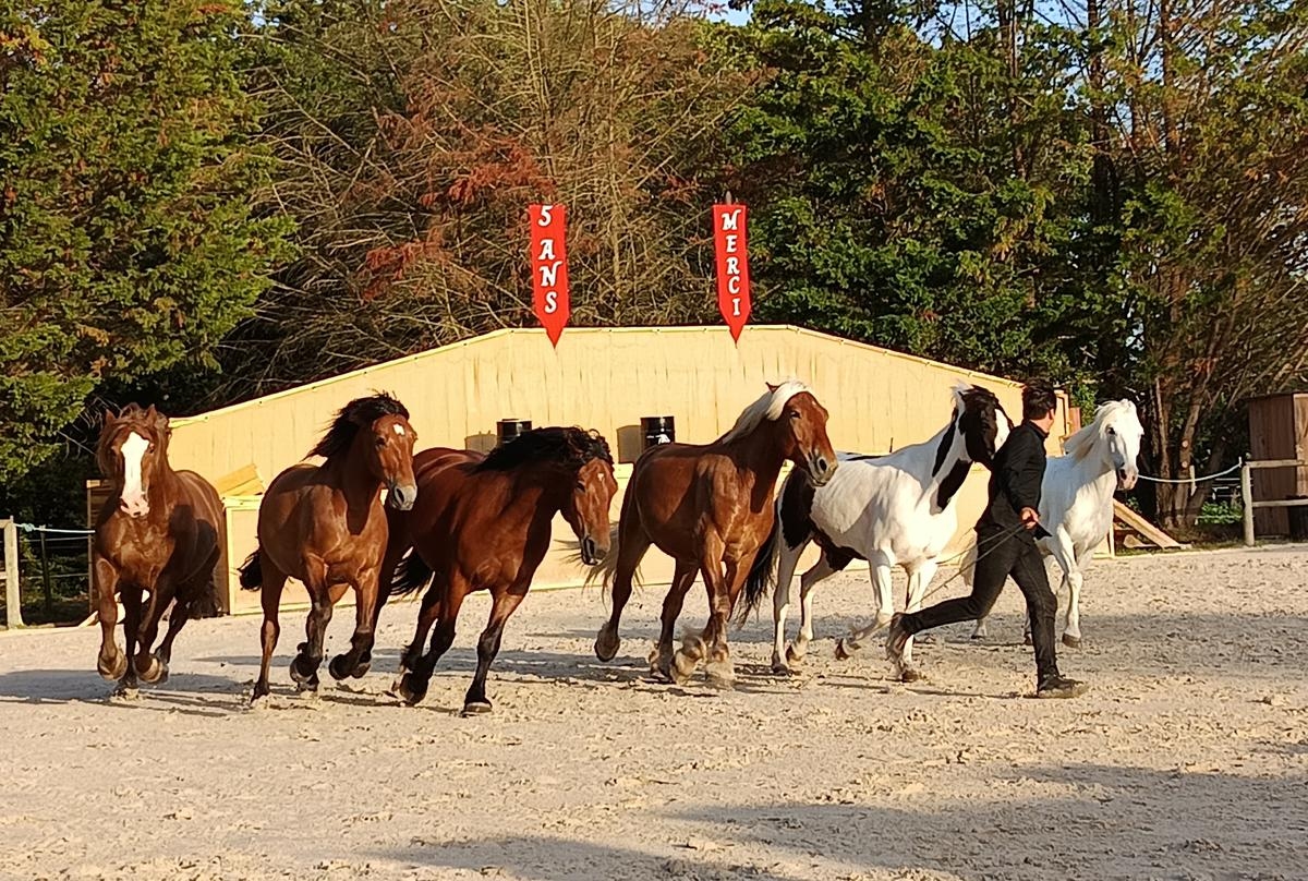 Saint-Georges-d'Oléron: O espetáculo equestre celebra seu quinto aniversário em grande estilo