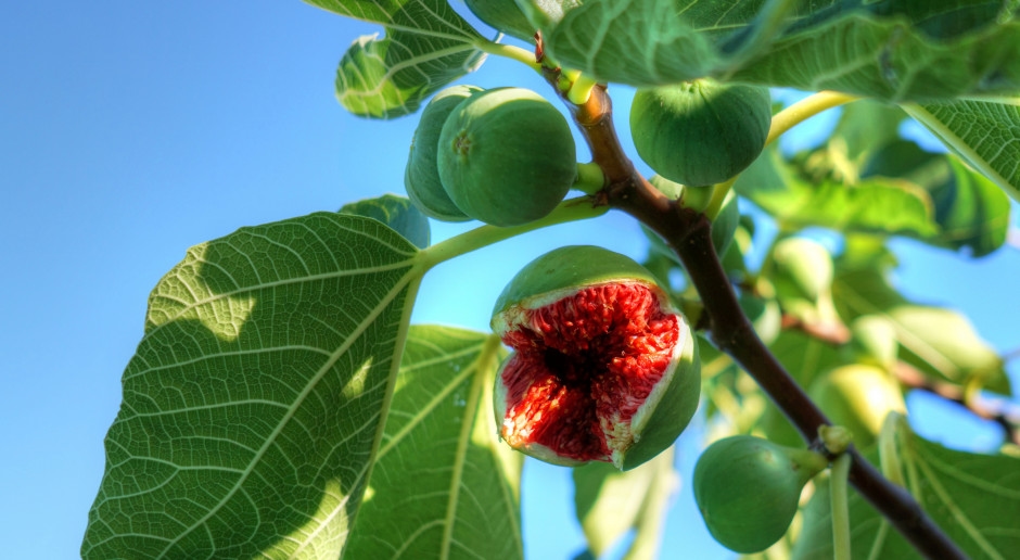 We live in the fig tree paradox. What is the paradox of too much choice?