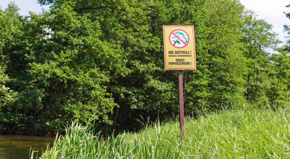 Binnen 24 uur verergeren de onaangename symptomen. Een gevaarlijke plant in Poolse steden.