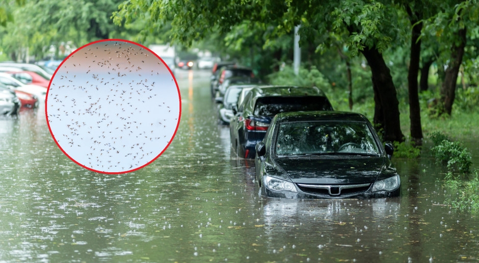 Atacarán en enjambres. Todo esto se debe a las fuertes lluvias.