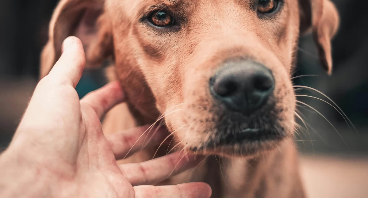 Chiens détecteurs de maladies : l'odorat canin, l'outil de diagnostic le plus puissant pour la maladie de Parkinson