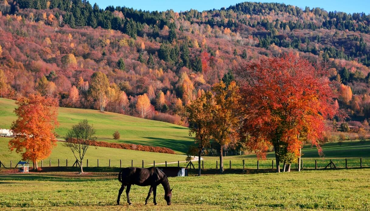 Cansiglio: un océano de color y silencio en el bosque en el corazón del Véneto.