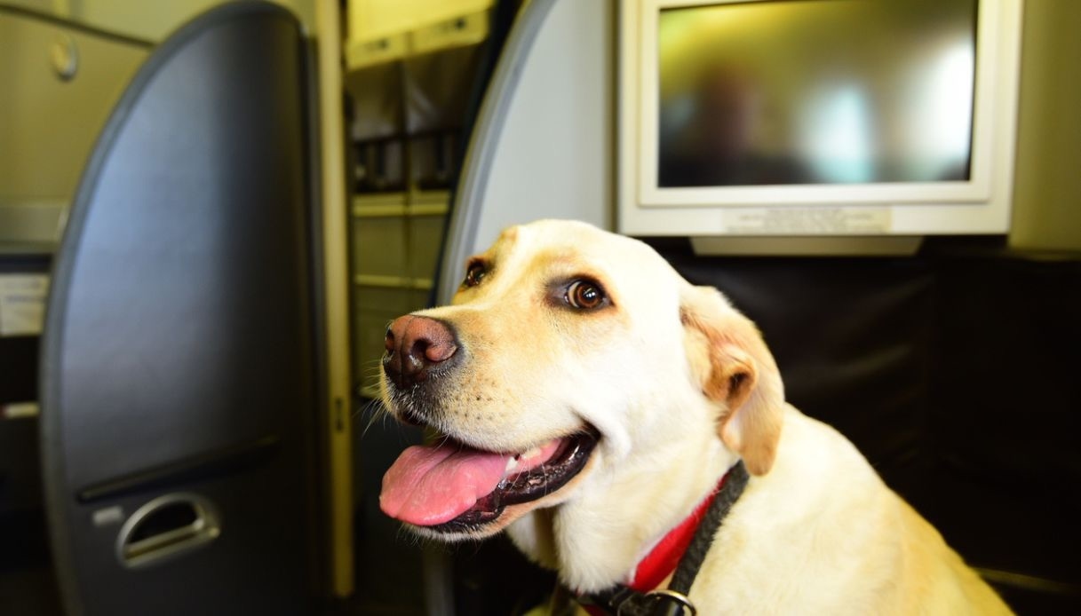 El primer vuelo con perros grandes despega oficialmente, las nuevas reglas