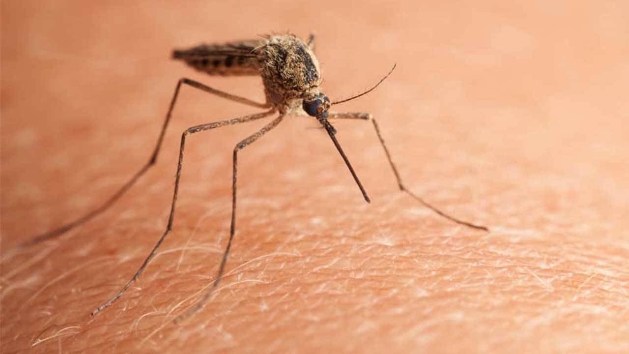 Çin’de 'chikungunya' virüsü alarmı