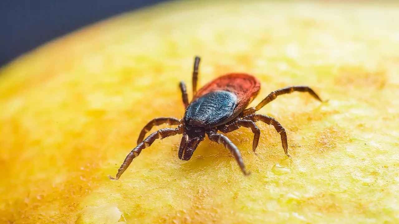 Kene sonrası ortaya çıkan hastalık! Et ve süt ürünlerine alerji yapıyor