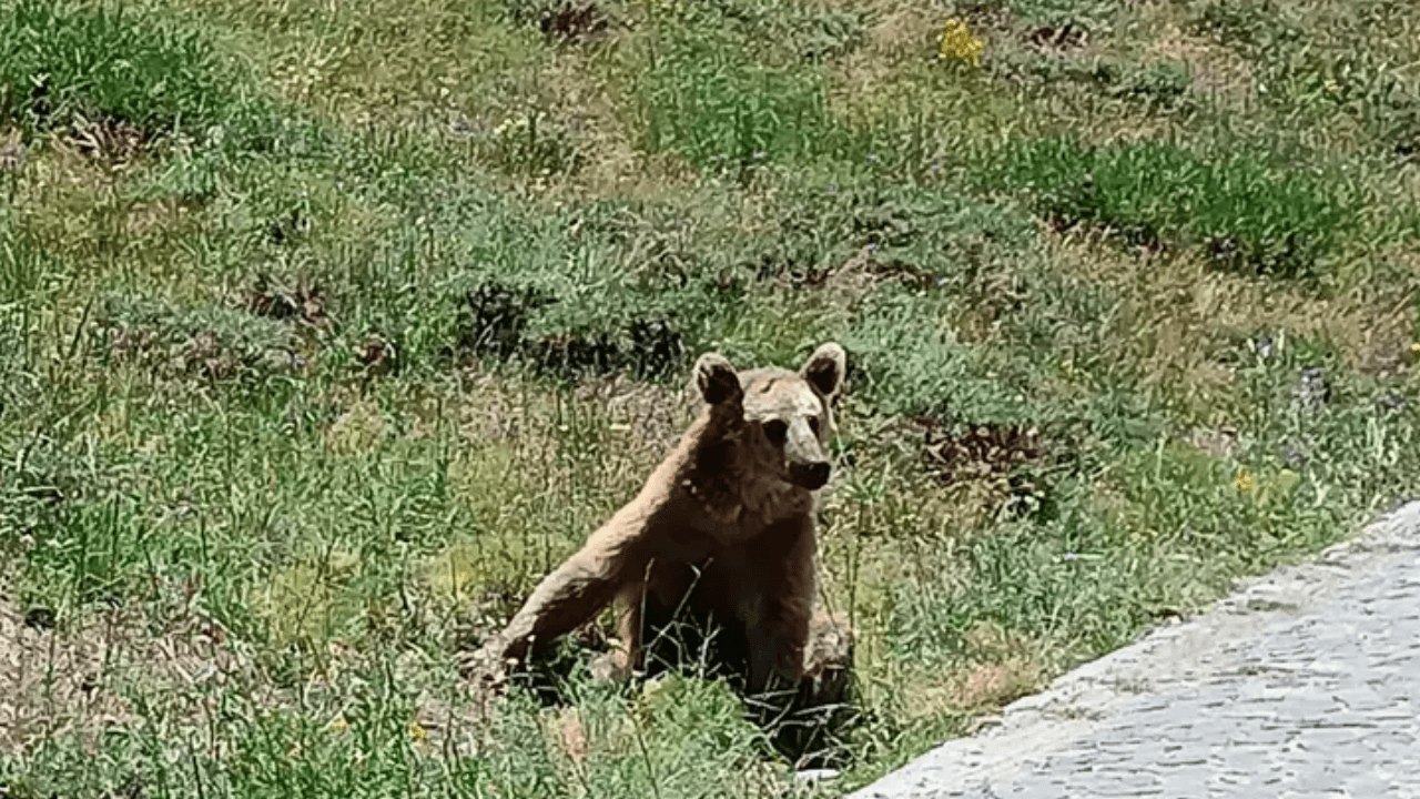 ¡La Gobernación de Bitlis lanza una advertencia sobre la presencia de un oso!