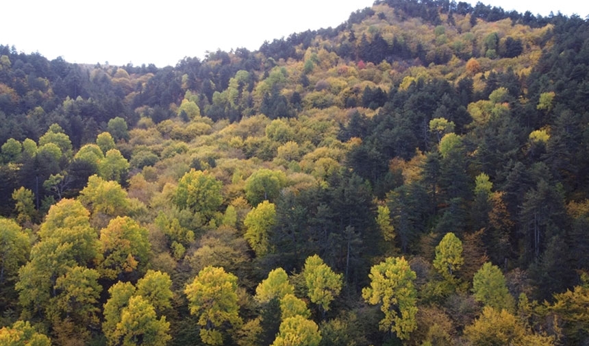 Şırnak’ta ormanlara girişler yasaklandı