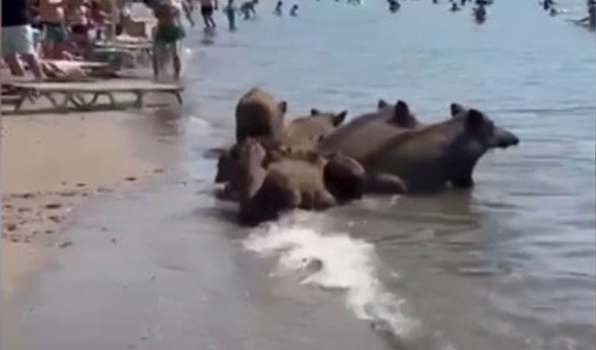 Domuzlar da sıcağa dayanamadı