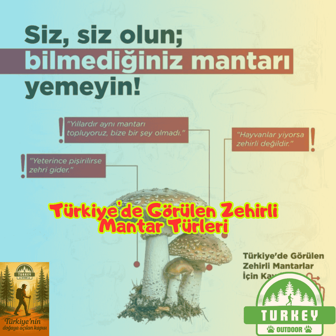 Poisonous Mushroom Species Found in Türkiye