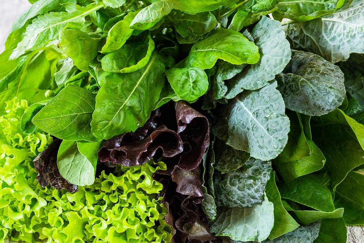 Folha verde comum prolonga sensação de saciedade e beneficia intestino