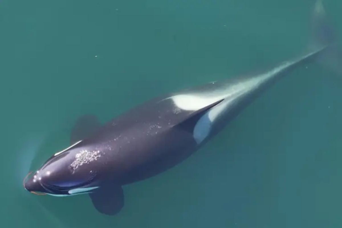 Косатки используют водоросли в качестве инструментов и проявляют беспрецедентный интеллект; см.