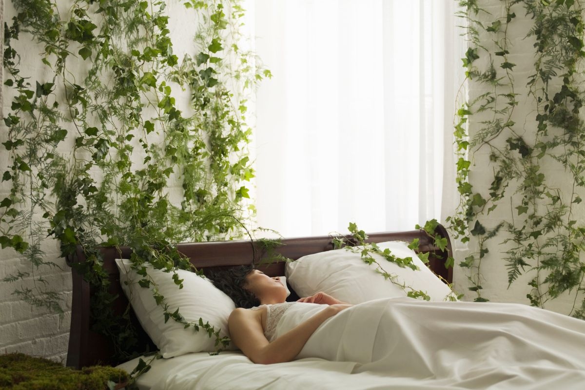 5 piante da avere in camera da letto: migliorano il sonno e purificano l'aria