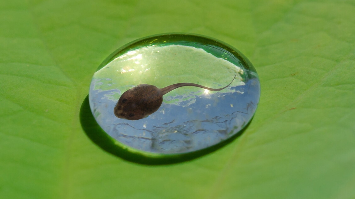 Cyborg Tadpoles Open Up to Study of Developing Brain