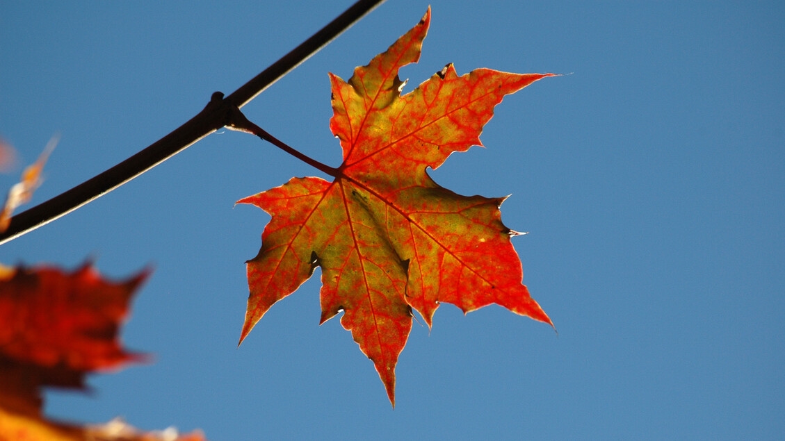 Adiós verano, el lunes 22 de septiembre es el equinoccio de otoño.