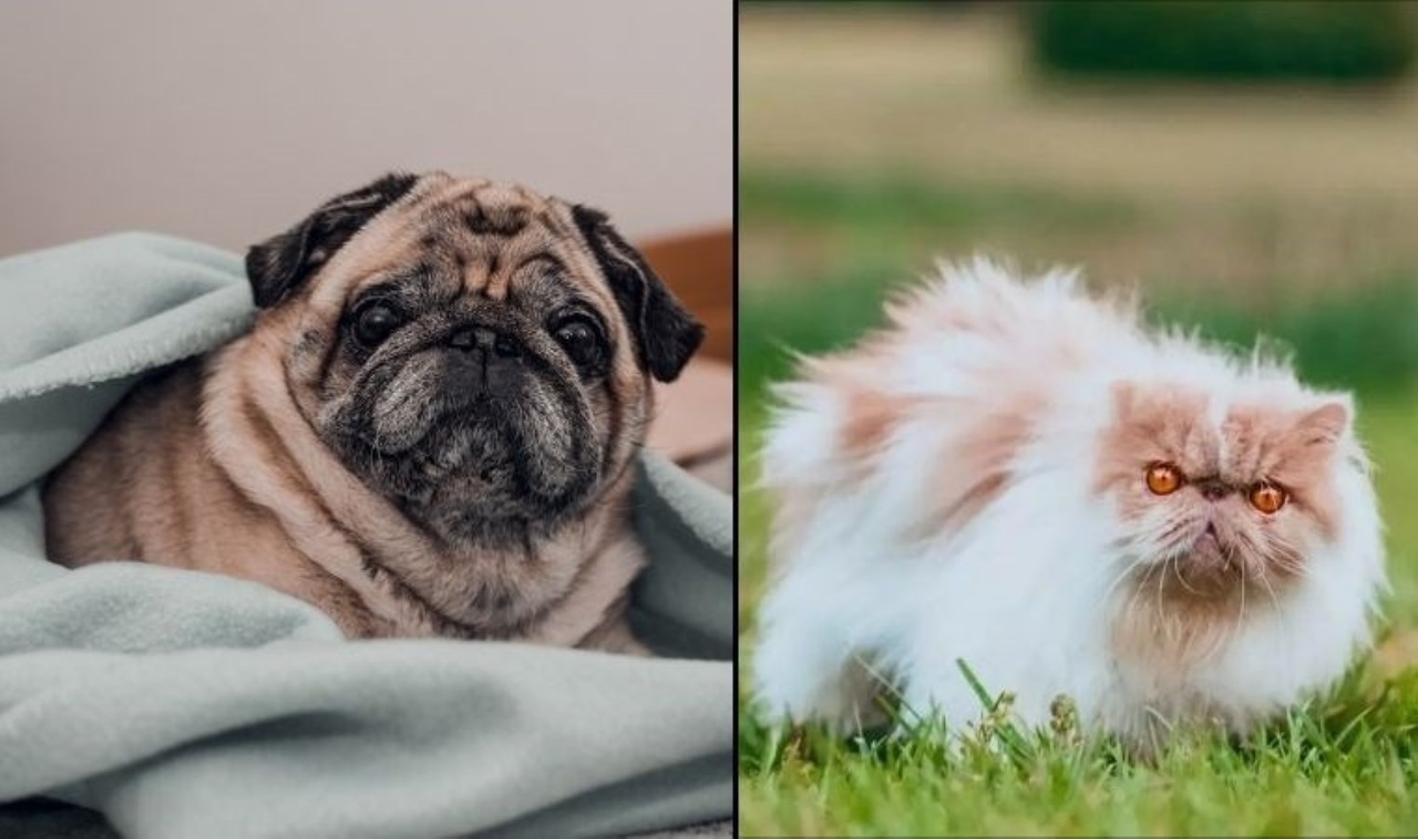 Waarom lijken katten en honden op elkaar?