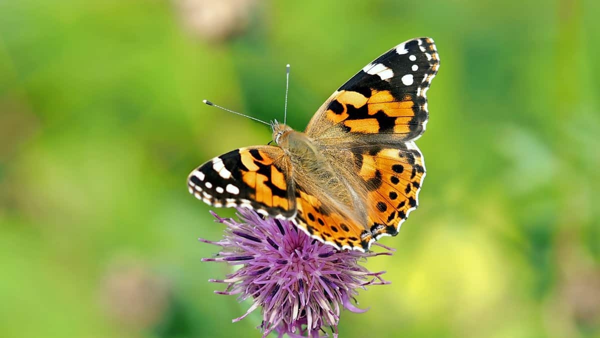 Plantas hospedantes esenciales para las mariposas en tu jardín