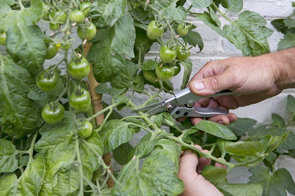 Domateslerdeki kıvırcık yaprakların anlamı nedir (ve bu konuda neler yapabilirsiniz)