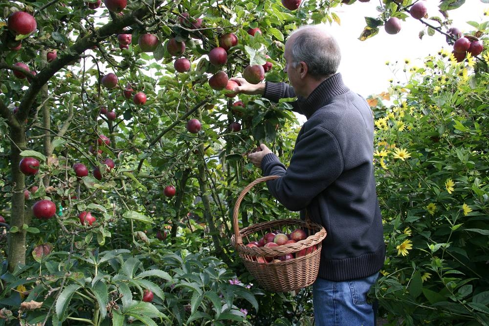 The vegetable garden in October: this is what you can do