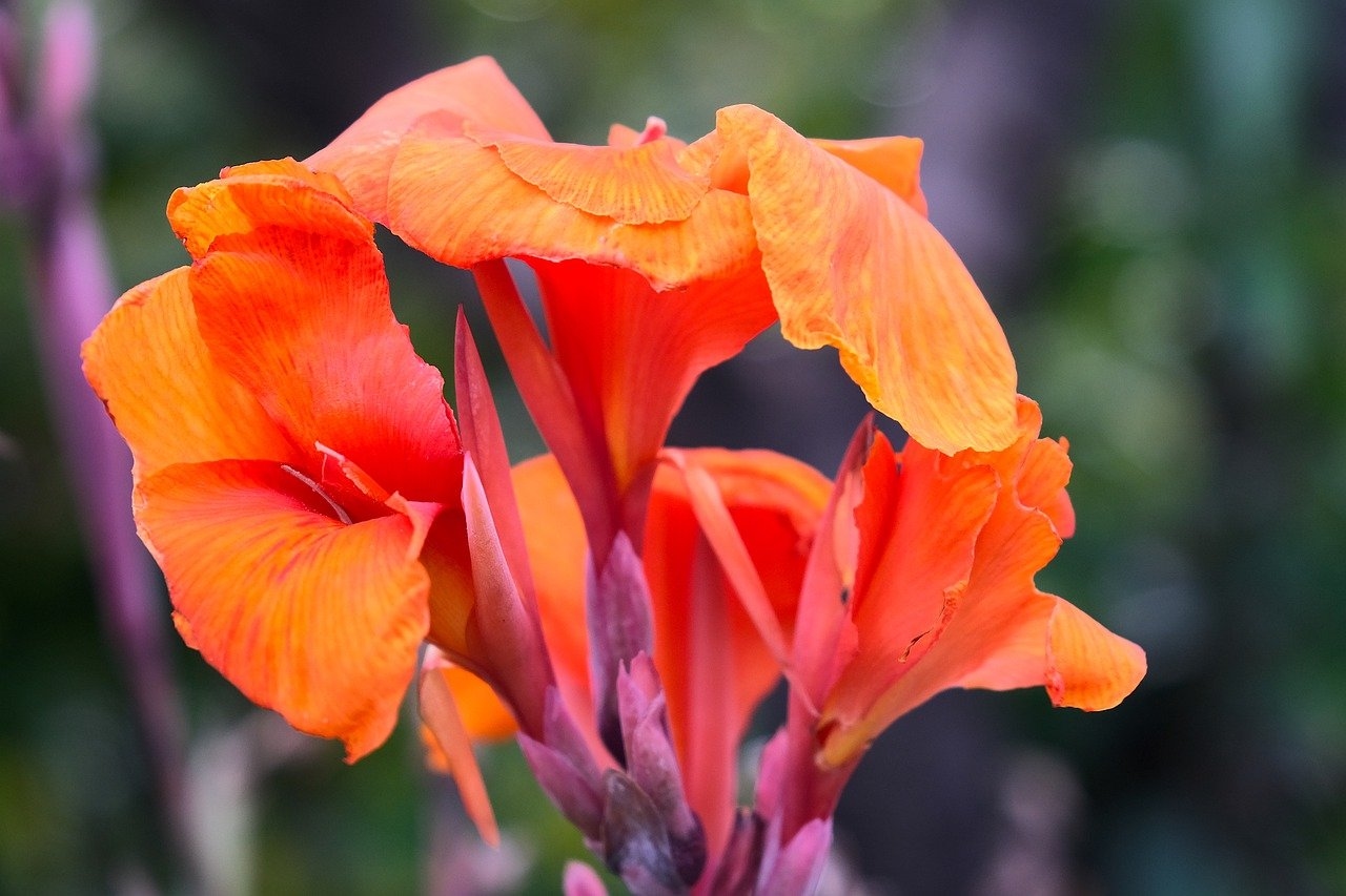 Cannas pflanzen: So geht's