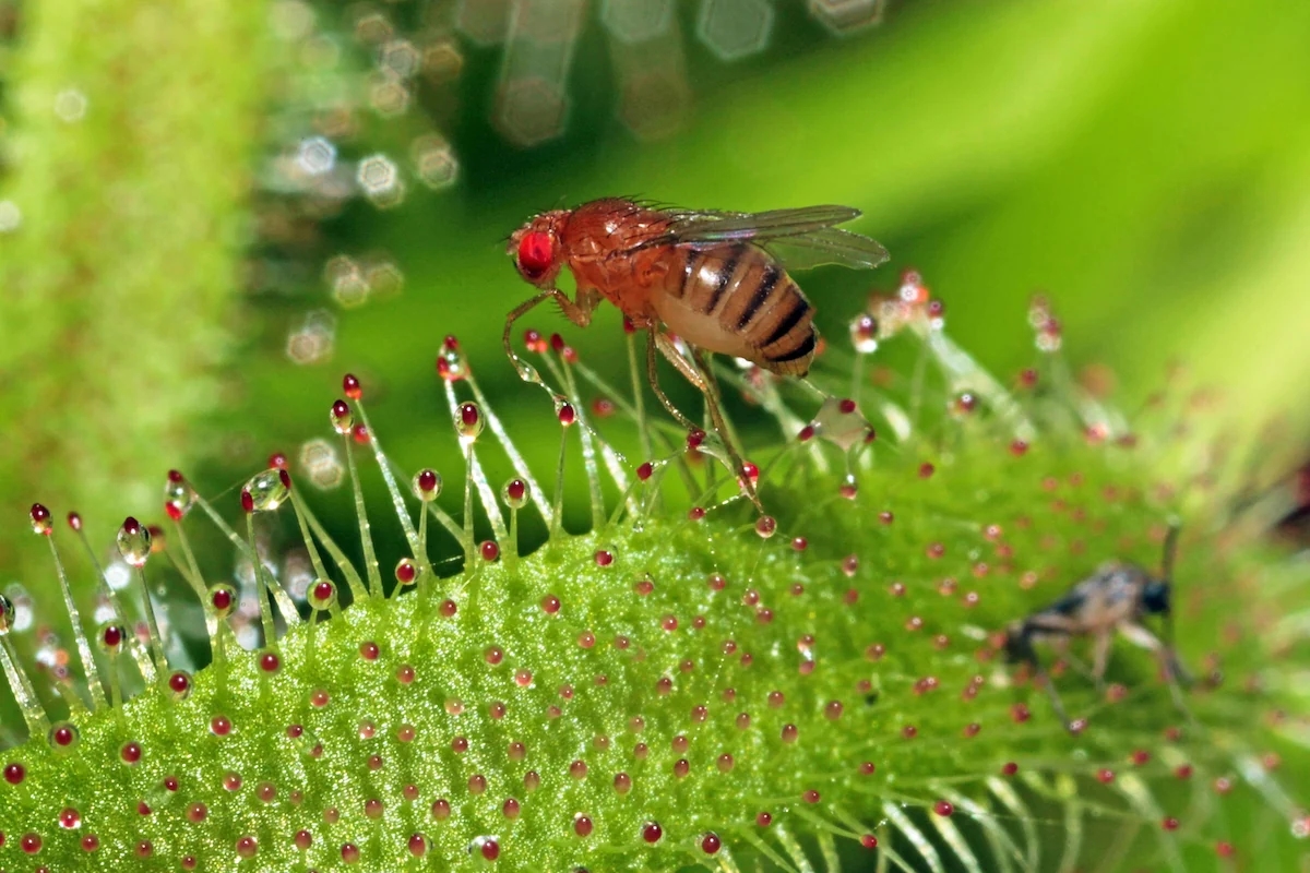 How to get rid of fruit flies: these clever tricks really work