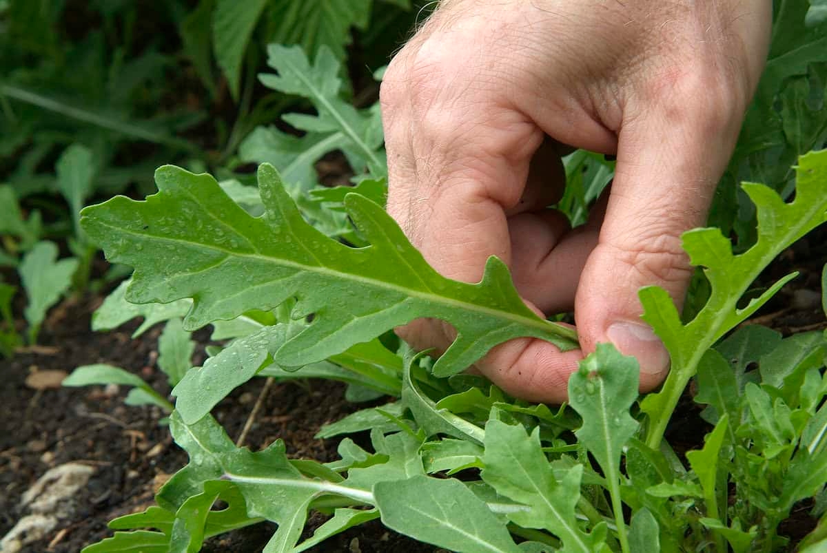 Da semente ao prato em tempo recorde: 3 dicas para cultivar rúcula na sua própria horta