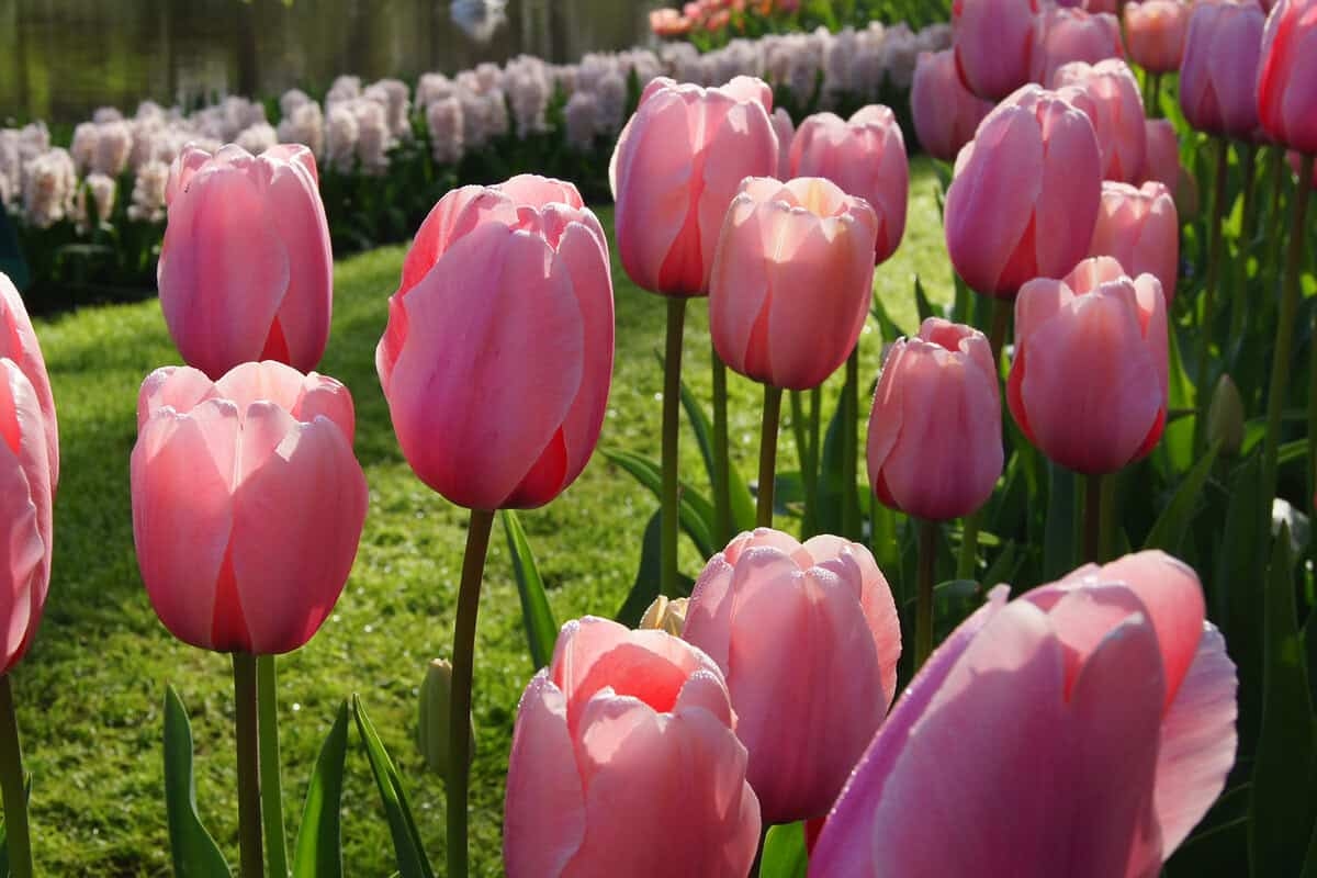 Flower Bulb Parade Day 6: Win the Long Tulip Package