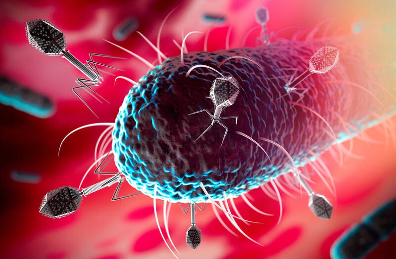 Bactériophages : une zone grise réglementaire