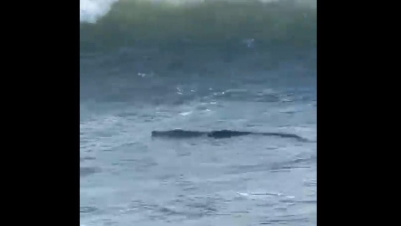 Crocodilo capturado na área de Diamante, em Acapulco (Vídeo)