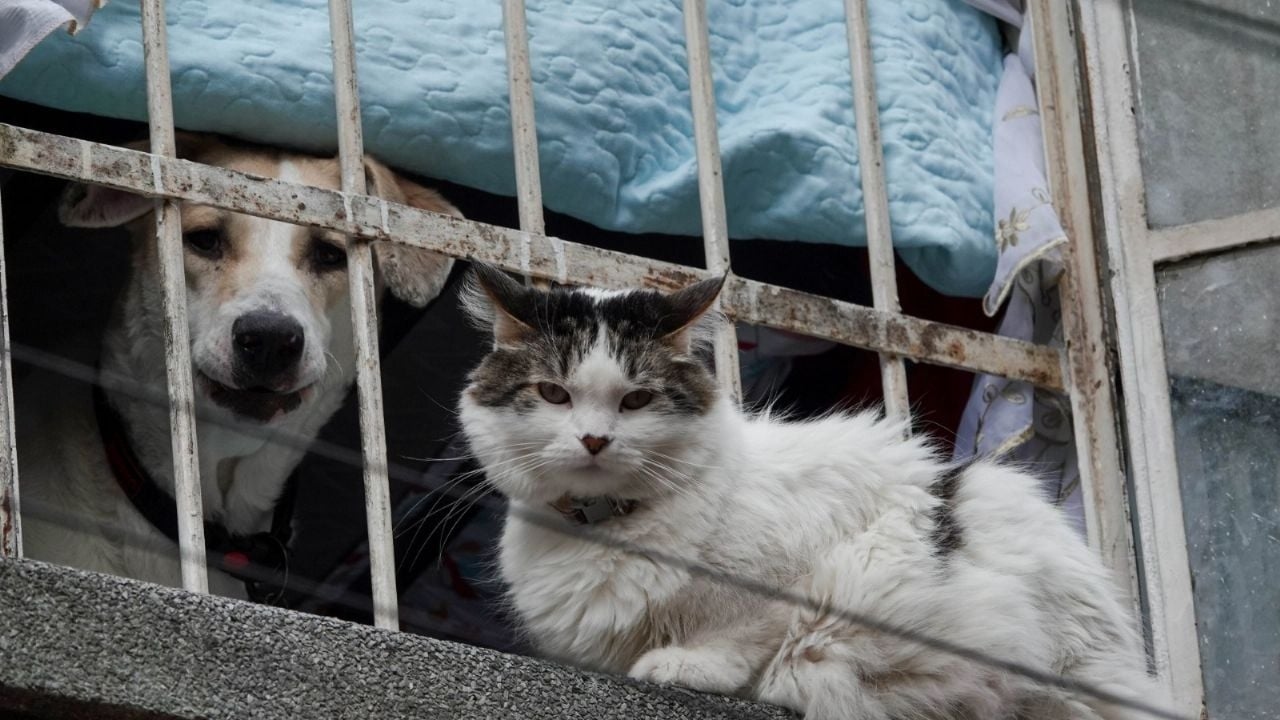 In Mexico-Stad wordt een uitspraak aangenomen die dieren erkent als voelende wezens.
