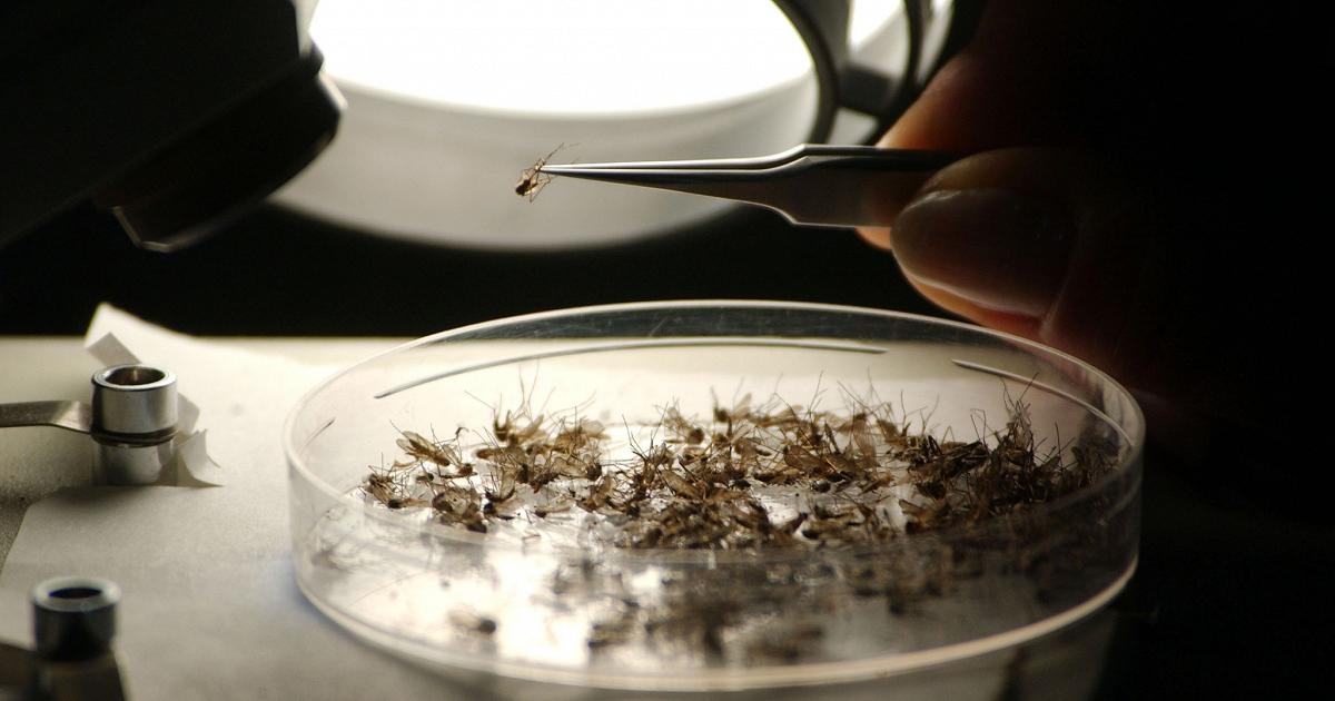 West Nile virus death toll rises to 7 in Lazio, with first case detected in Rome.