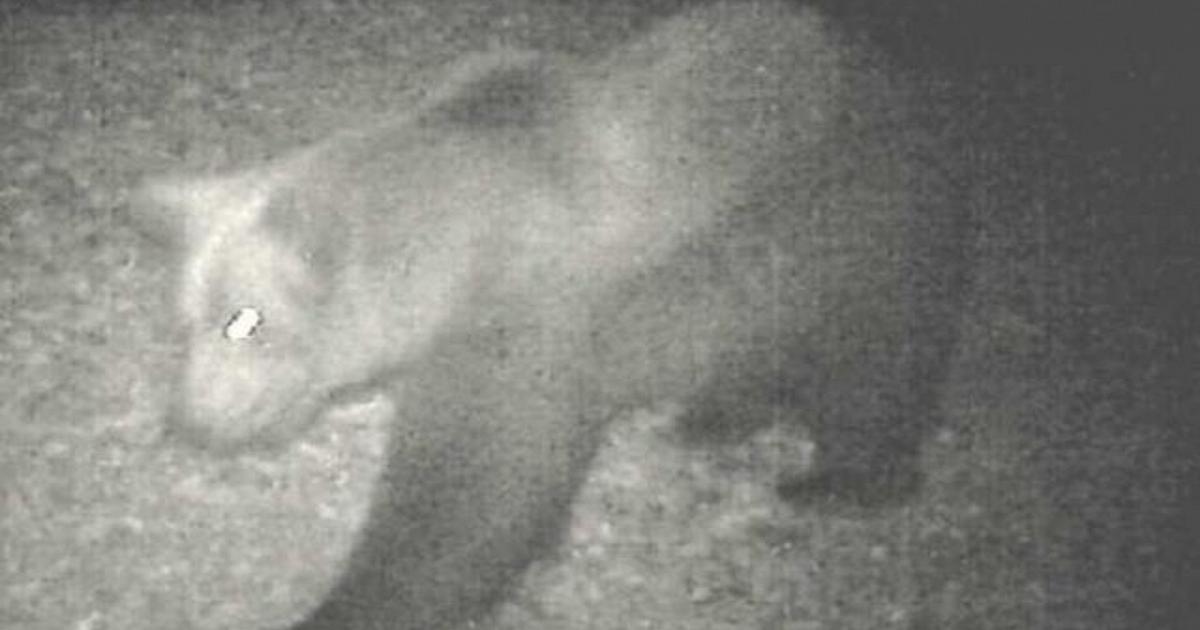 Na M29 werd nog een beer gespot in Verbano Cusio Ossola