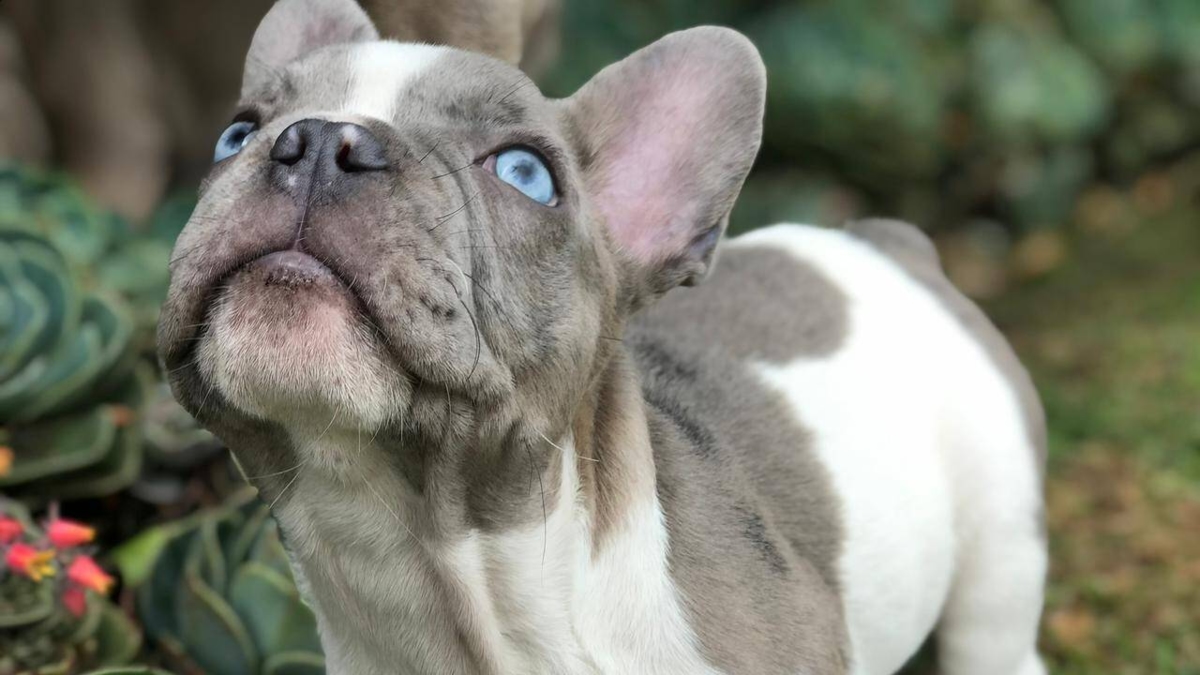 Cães e gatos podem sofrer de câncer de mama: tudo o que você precisa saber sobre essa doença que também afeta os animais de estimação.
