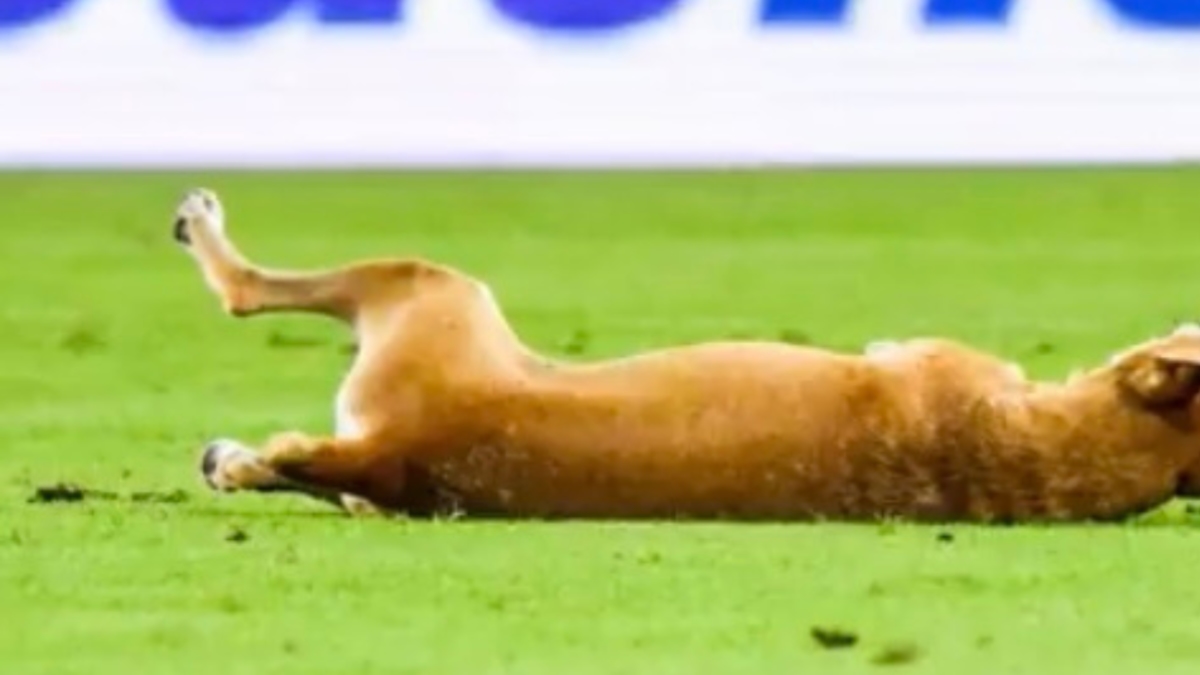 Chamam-lhe 'Neymar': o vídeo do cão que fingiu uma falta numa partida e ganhou copas.