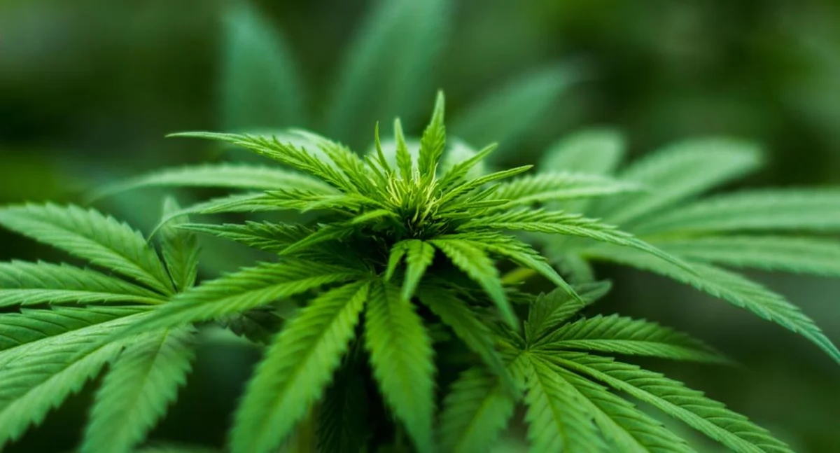 États-Unis : Un conducteur sur quatre tué dans un accident était sous l’influence du cannabis. Des scientifiques mettent en garde contre les conséquences de la légalisation.