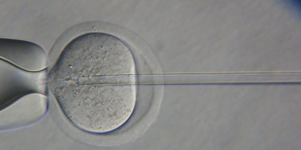 Uma terapia de mRNA restaura a produção de esperma e a fertilidade em camundongos.