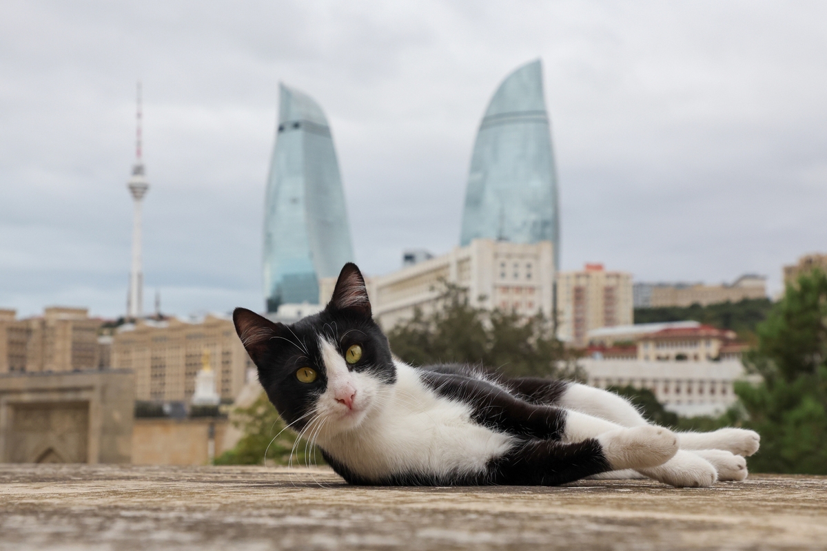El gato que se había escapado de una mujer rusa fue rescatado en el aeropuerto de Estambul.