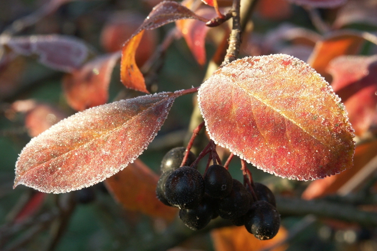 El domingo por la noche se registraron heladas en la región de Moscú.