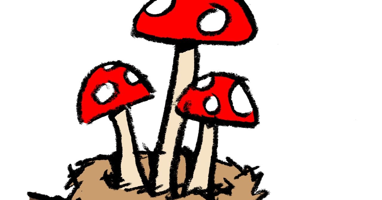 Are mushrooms plants or animals?
