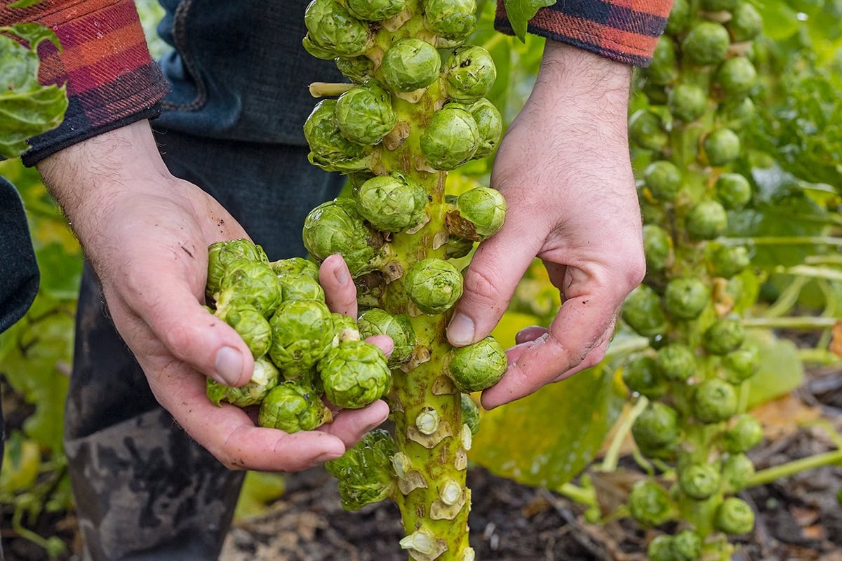 El huerto en noviembre: esto es lo que puedes hacer