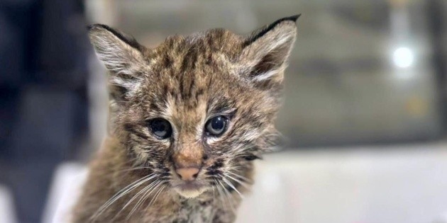 Tlajomulco rescues two lynxes; more than a thousand have been treated this year.