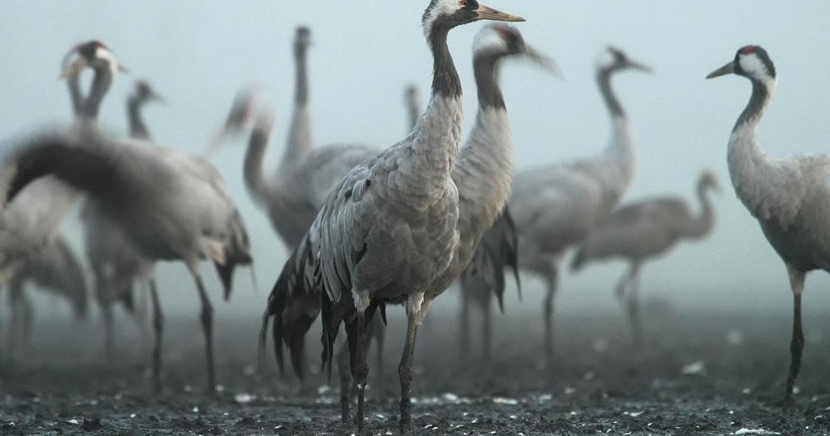 Almanya'da kuş gribi salgınları artıyor. 130 bin kuş itlaf edildi.